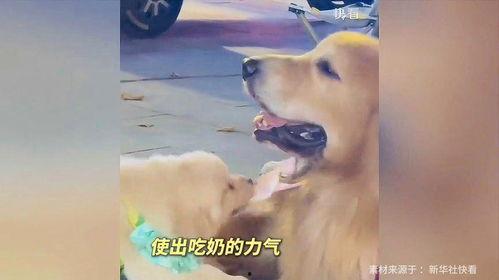 娱乐吃瓜酱抚慰犬,揭秘娱乐圈温馨治愈瞬间