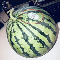 鞍山网红吃瓜,揭秘幕后故事与热门话题